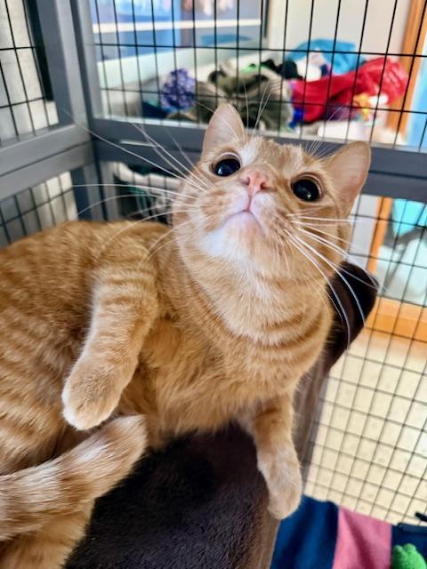 Enlarge Roman, a ADOPTABLE Domestic Short Hair in St. Clair, MI image 2/4