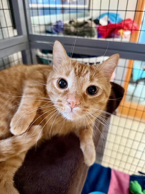 Enlarge Roman, a ADOPTABLE Domestic Short Hair in St. Clair, MI image 3/4