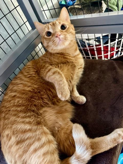 Enlarge Roman, a ADOPTABLE Domestic Short Hair in St. Clair, MI image 1/4