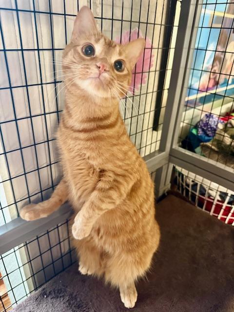 Enlarge Roman, a ADOPTABLE Domestic Short Hair in St. Clair, MI image 4/4