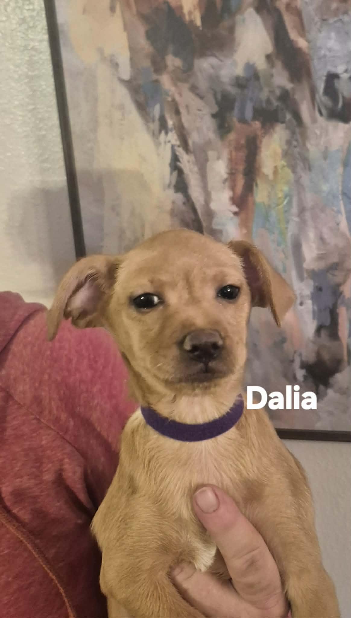 Enlarge Dash and Dalia!, a Adoptable mixed breed in Maumee, OH image 3/6