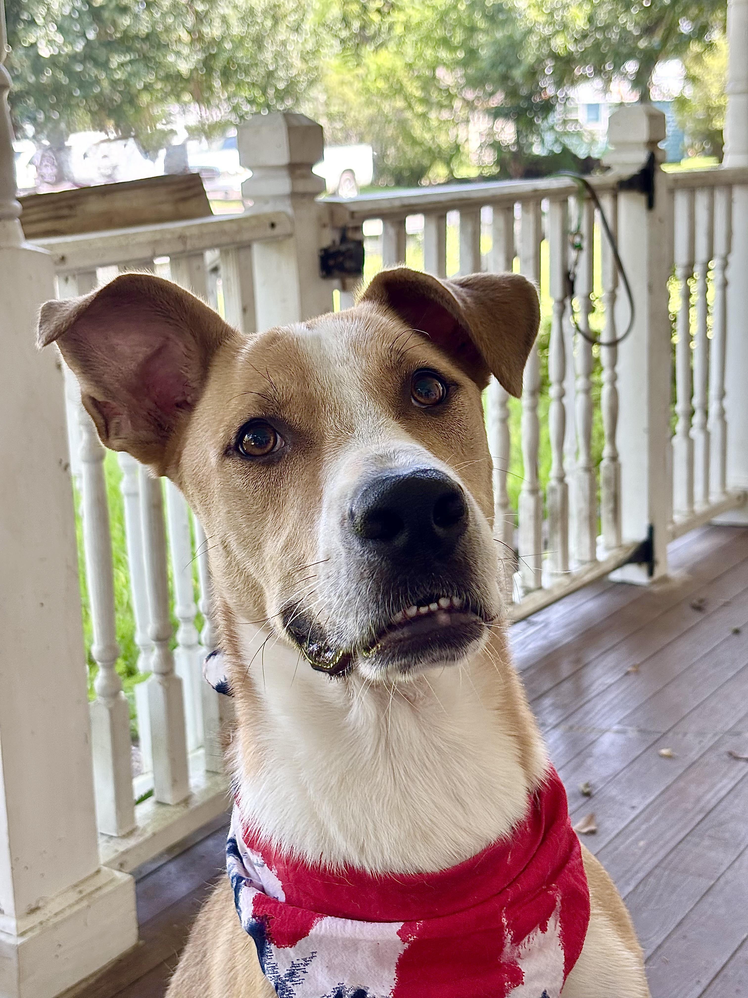 JOHNNY- loyal buddy, Adoptable, Young Male Hound & Labrador Retriever.