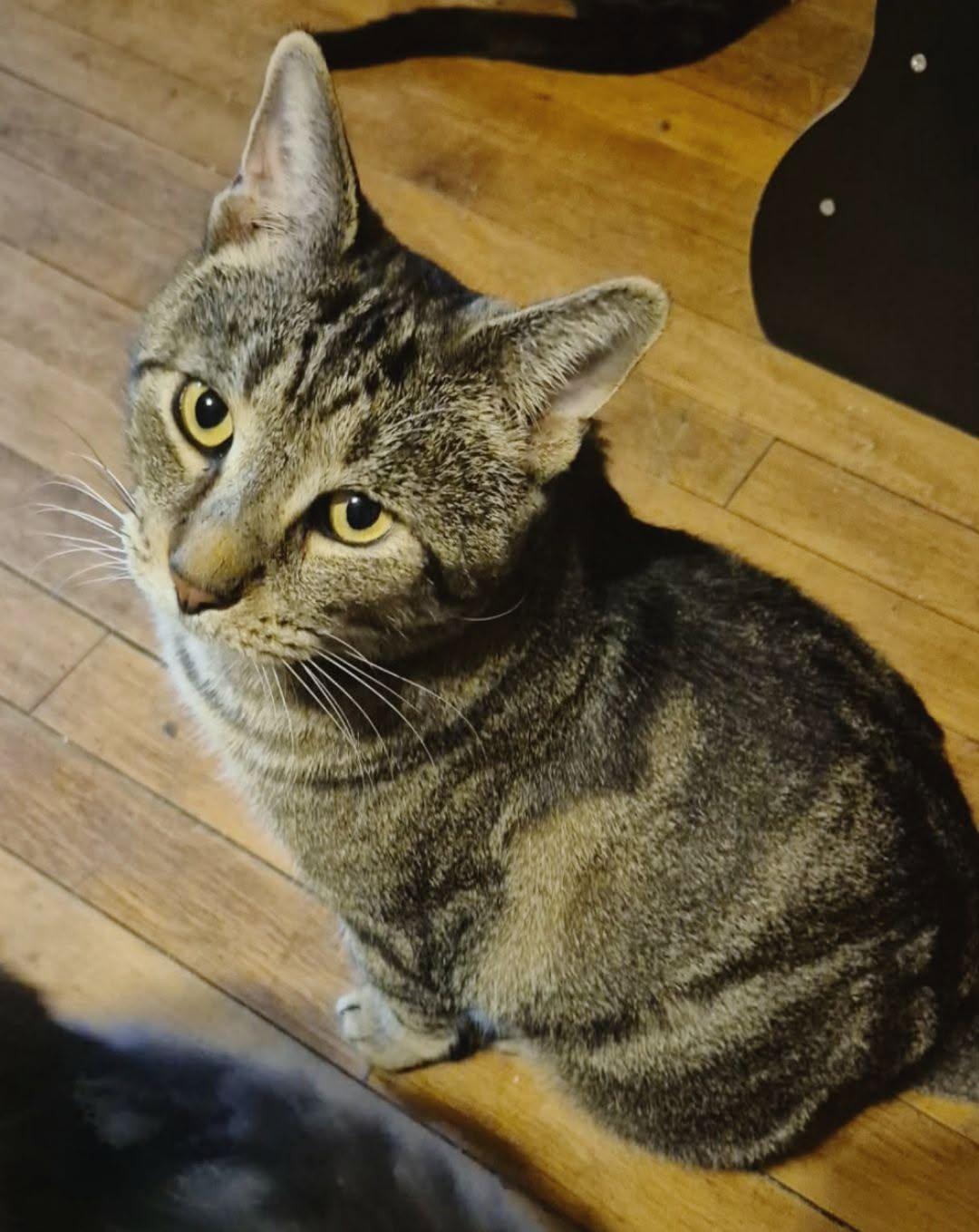 Garfunkel, ADOPTABLE, Adult Male Domestic Short Hair.