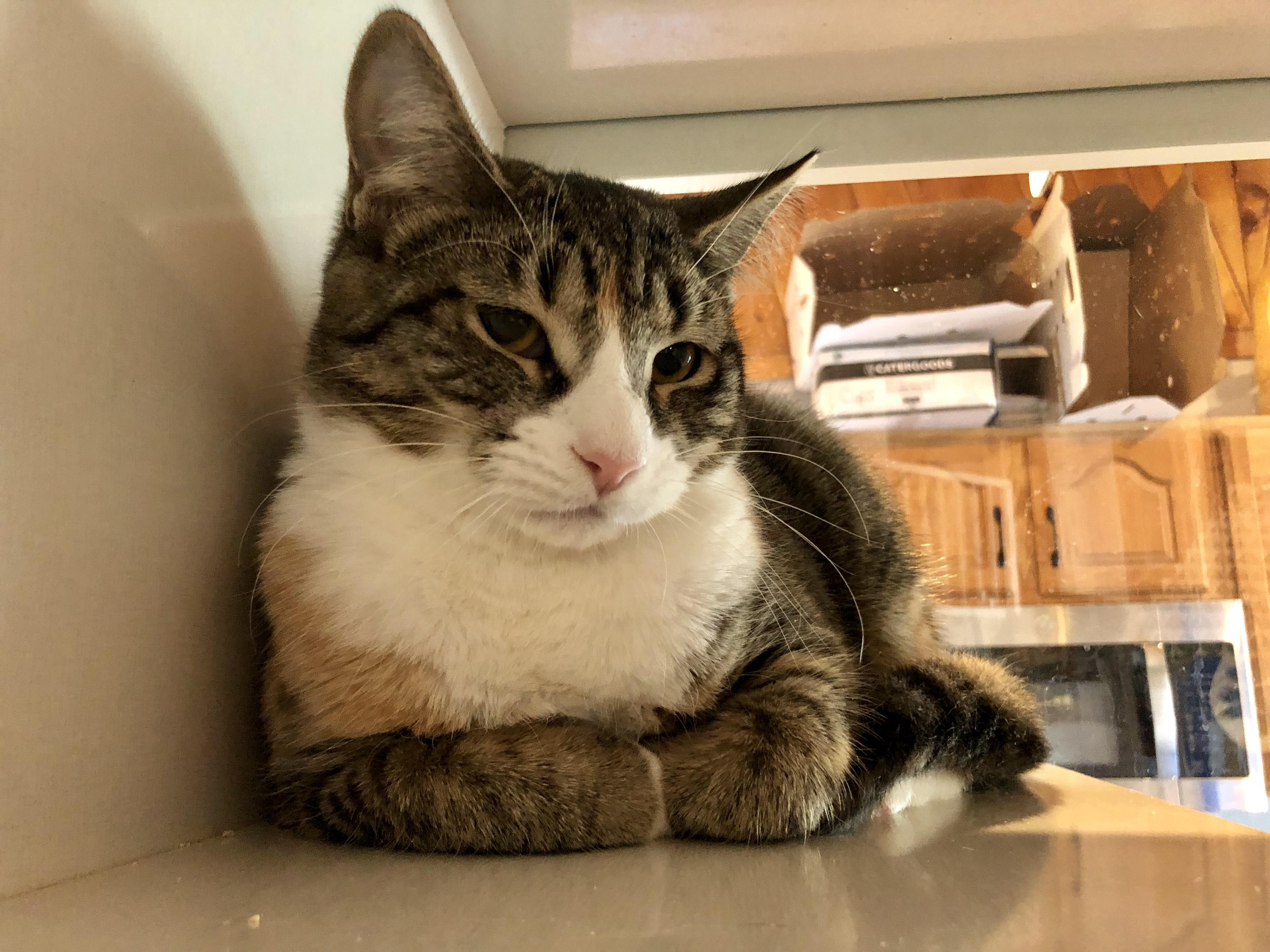 Enlarge Ticonderoga, an adopted Domestic Short Hair in Salisbury, MA image 4/6