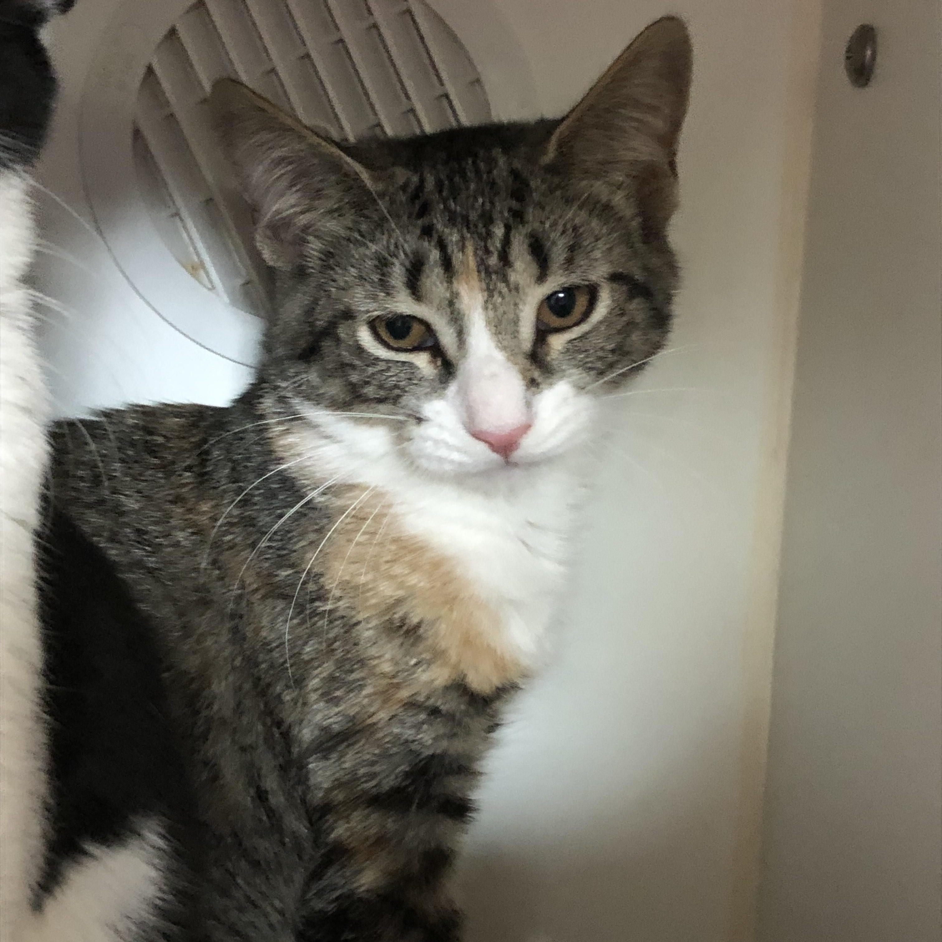 Ticonderoga, Adoptable, Kitten Female Domestic Short Hair.