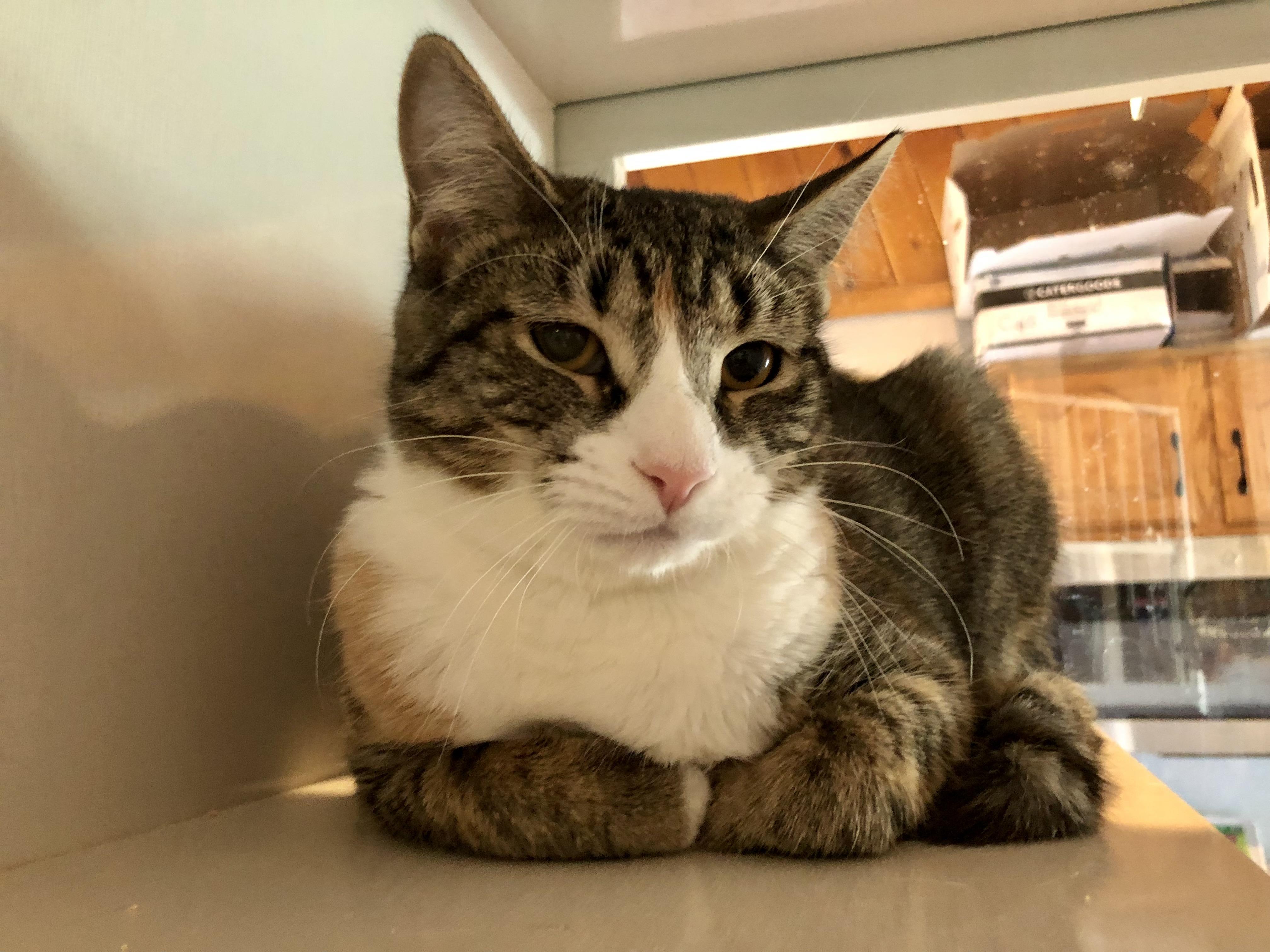 Enlarge Ticonderoga, an adopted Domestic Short Hair in Salisbury, MA image 3/6