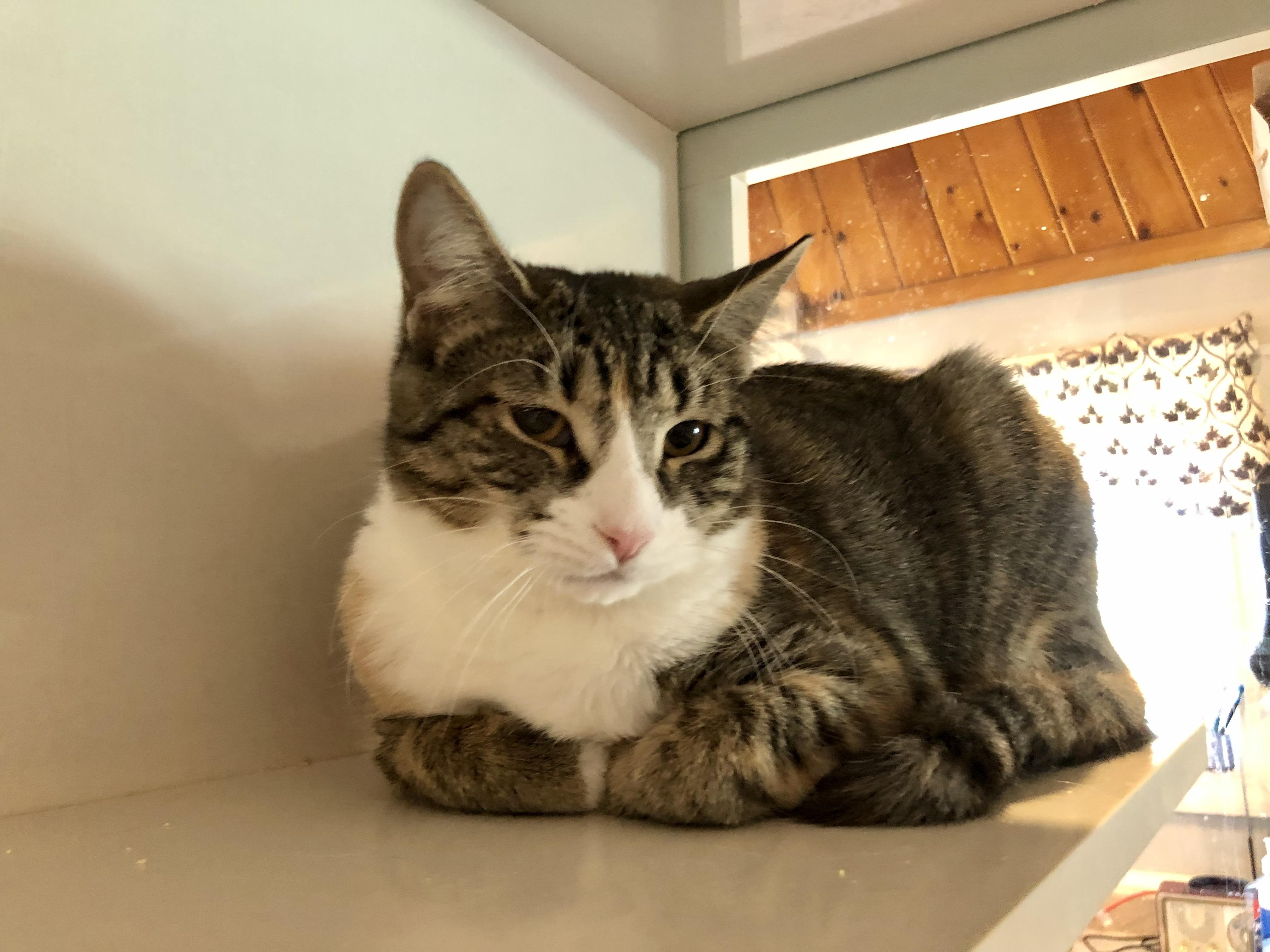 Enlarge Ticonderoga, an adopted Domestic Short Hair in Salisbury, MA image 1/6