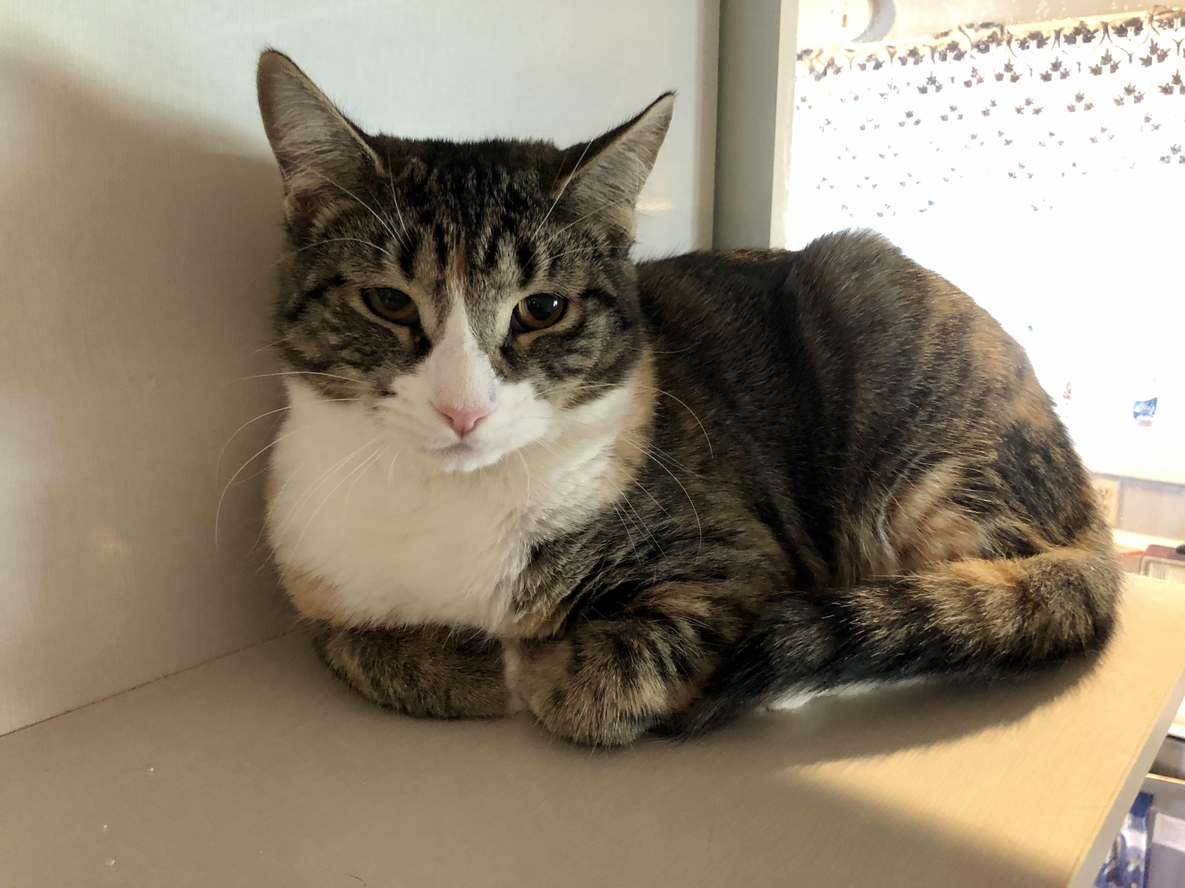 Enlarge Ticonderoga, an adopted Domestic Short Hair in Salisbury, MA image 5/6