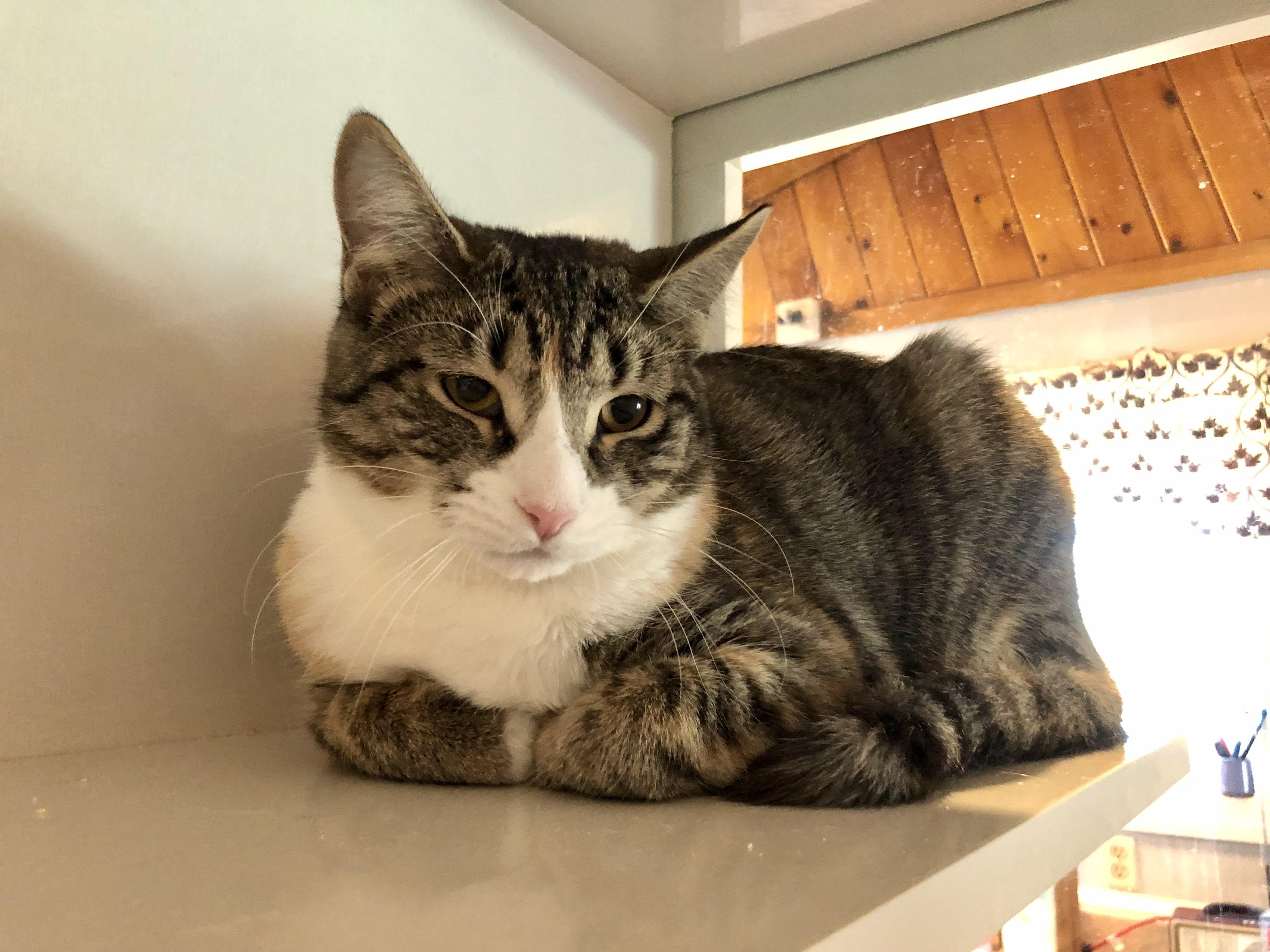 Enlarge Ticonderoga, an adopted Domestic Short Hair in Salisbury, MA image 2/6