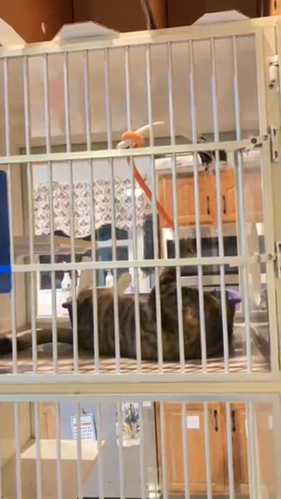 Enlarge Ticonderoga, an adopted Domestic Short Hair in Salisbury, MA video 6/6