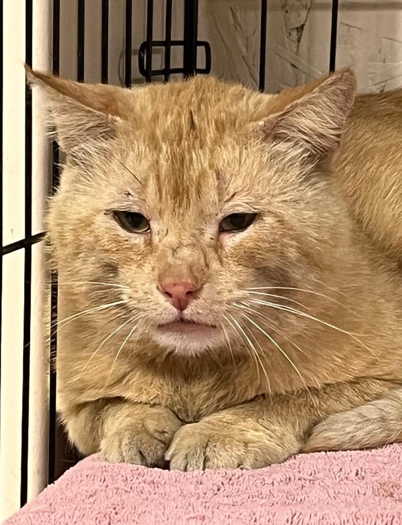 Enlarge Eddie, a Adoptable mixed breed in Sherwood, OR image 1/1