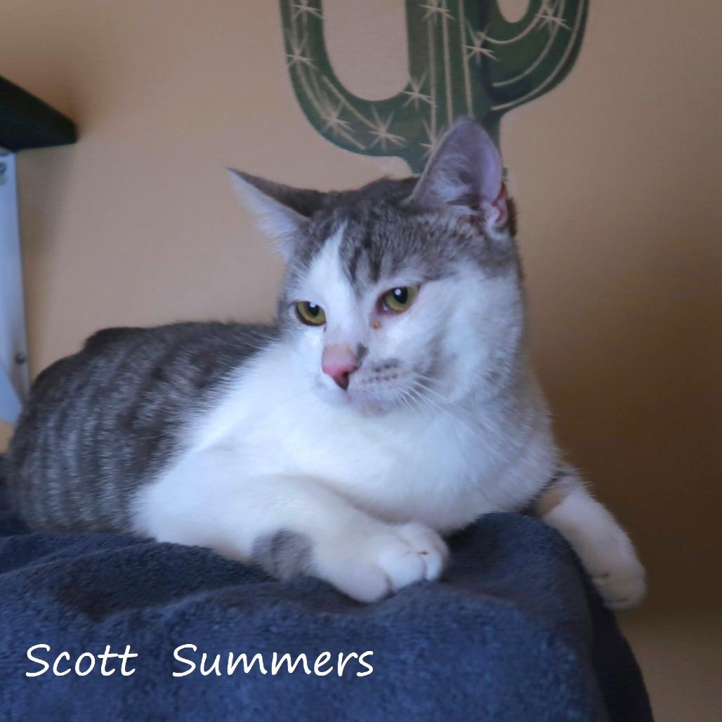 Scott Summers, Adoptable, Kitten Male Domestic Short Hair.