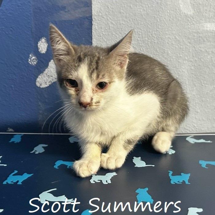 Scott Summers, Adoptable, Kitten Male Domestic Short Hair.