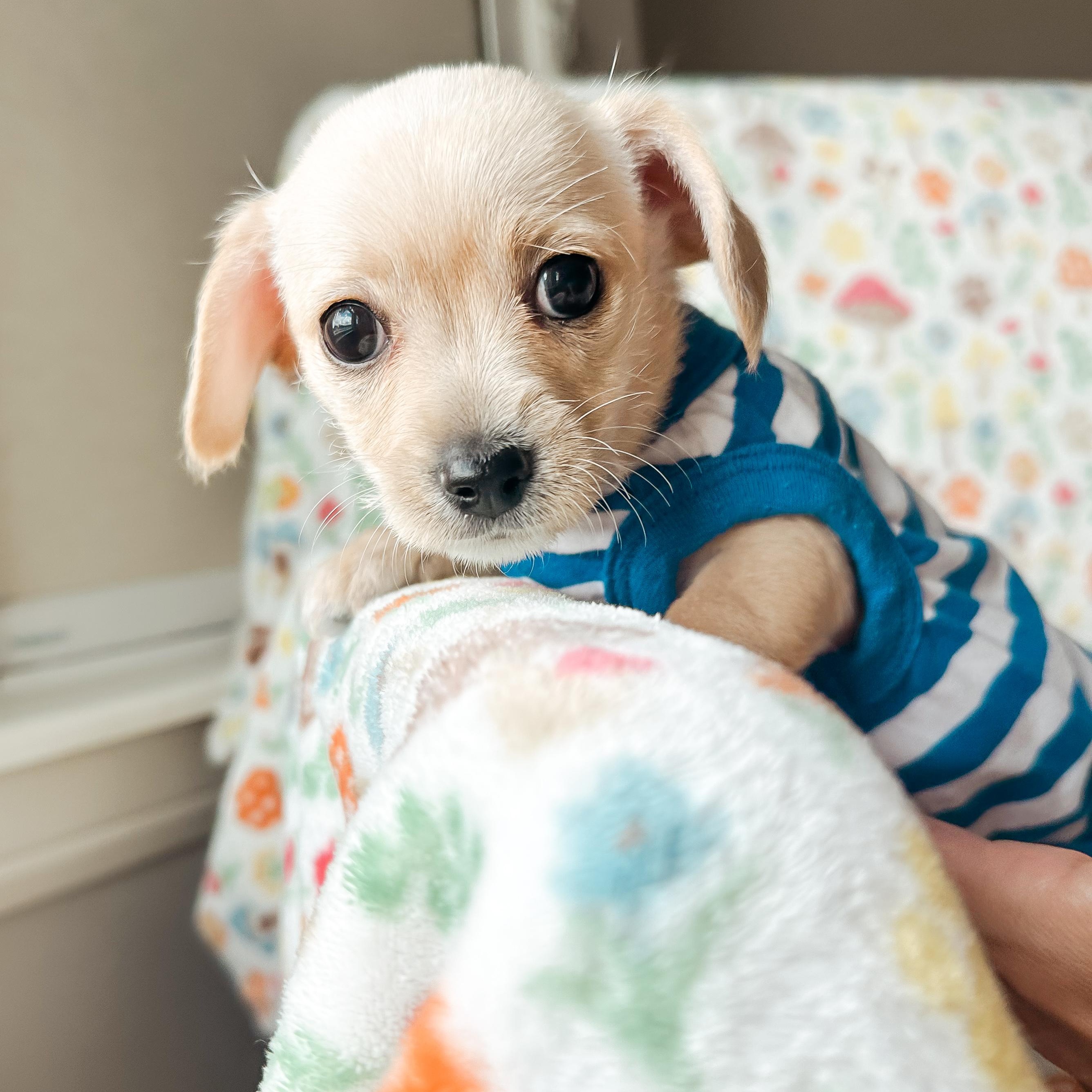 Buster