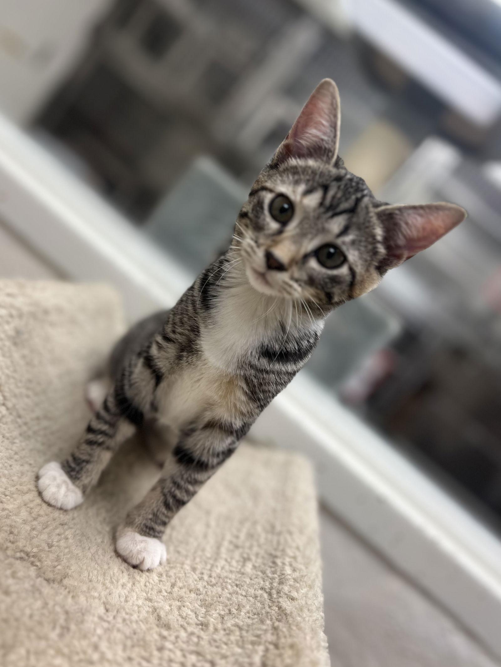 Poppy, Adoptable, Kitten Female Domestic Short Hair.