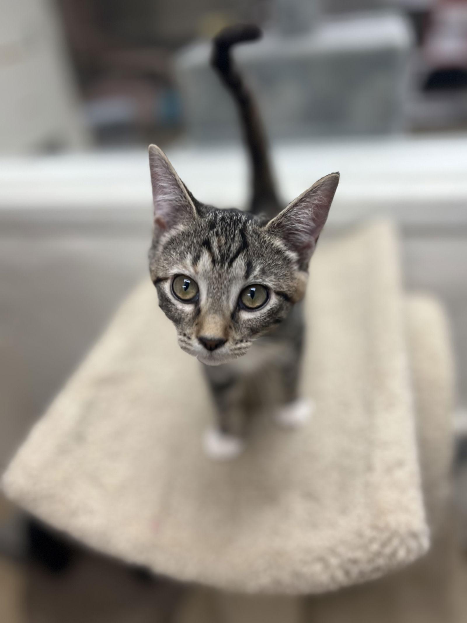 Enlarge Poppy, a Adoptable Domestic Short Hair in Brick, NJ image 2/3