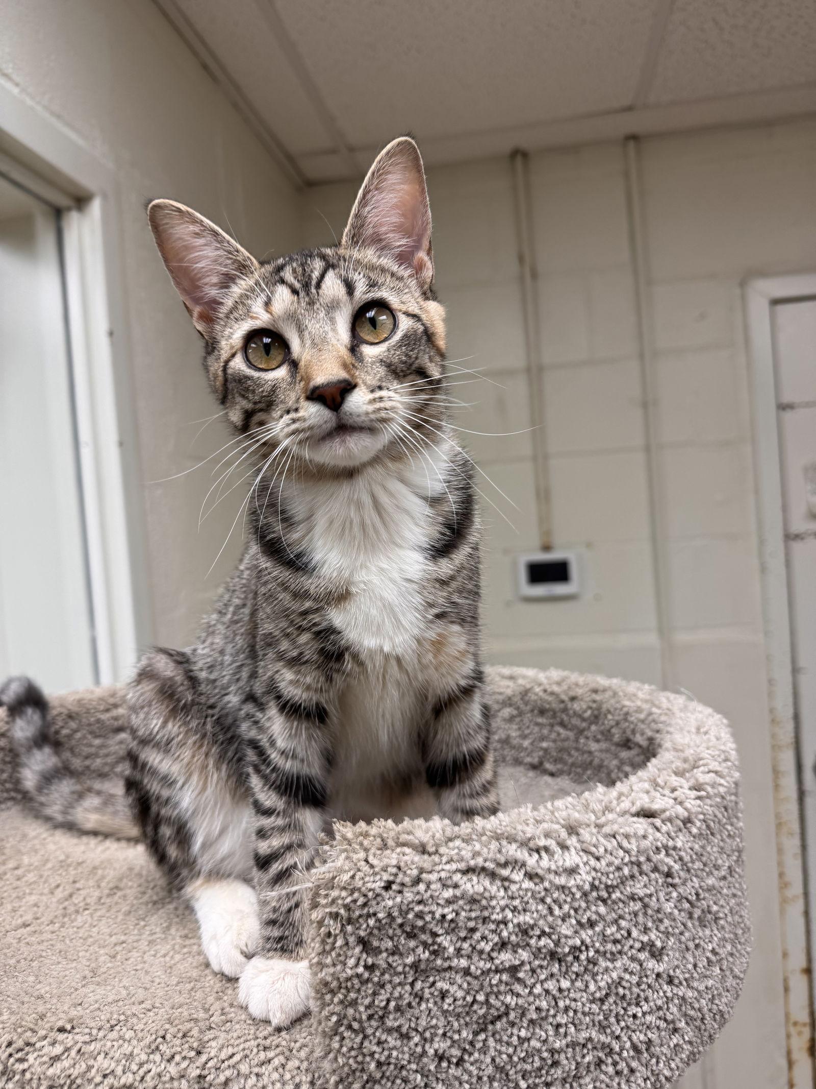 Enlarge Poppy, a Adoptable Domestic Short Hair in Brick, NJ image 3/3