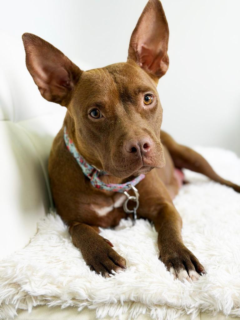 Milano, a Adoptable Pit Bull Terrier in Savage, MN image 1/4