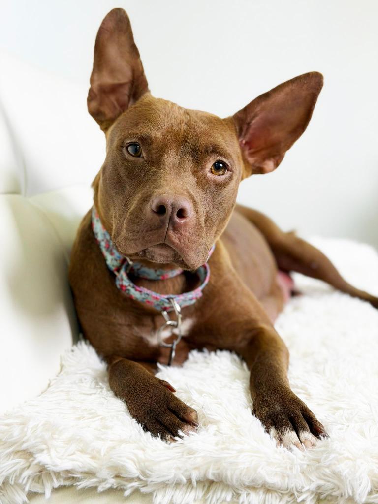 Milano, a Adoptable Pit Bull Terrier in Savage, MN image 2/4