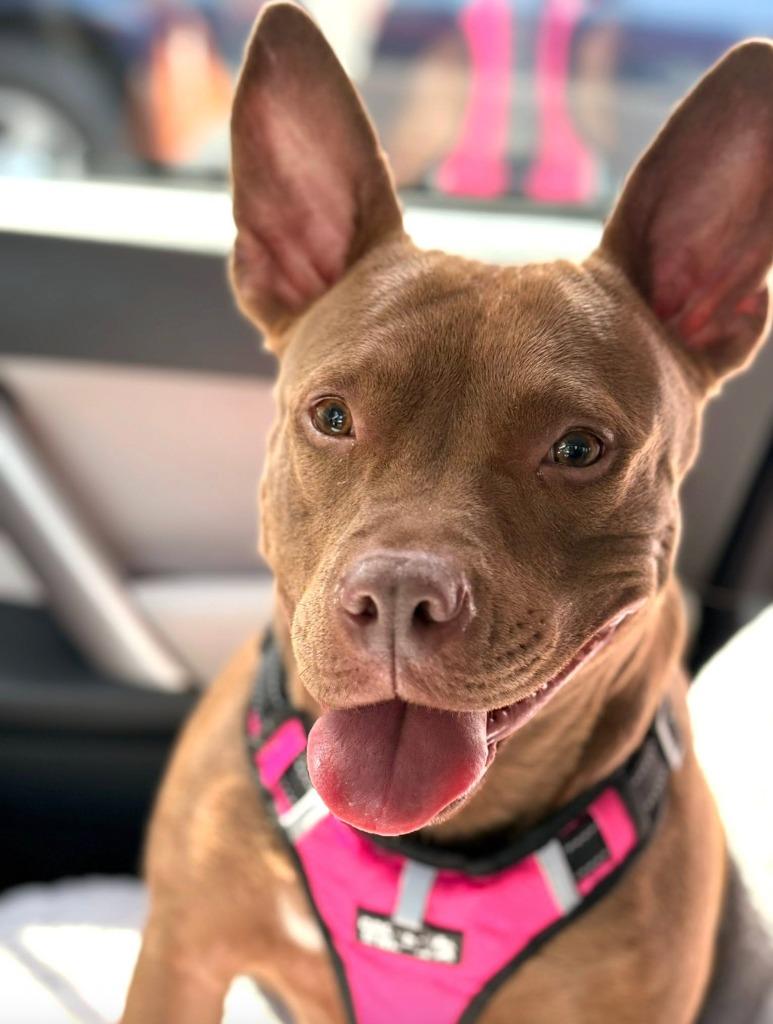 Milano, a Adoptable Pit Bull Terrier in Savage, MN image 3/4