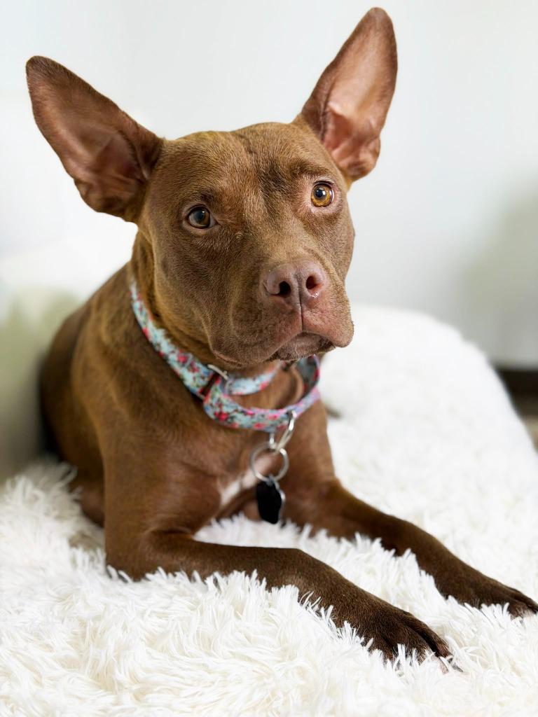 Milano, a Adoptable Pit Bull Terrier in Savage, MN image 4/4