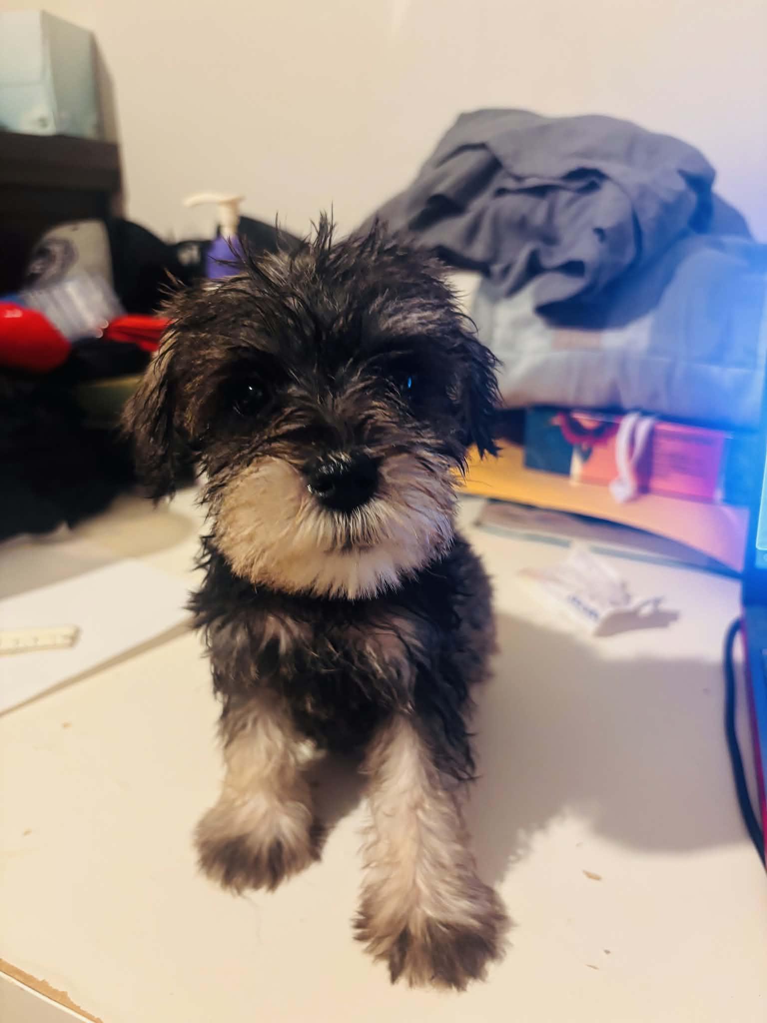 Daisy, Adopted, Puppy Female Schnauzer & Maltese.