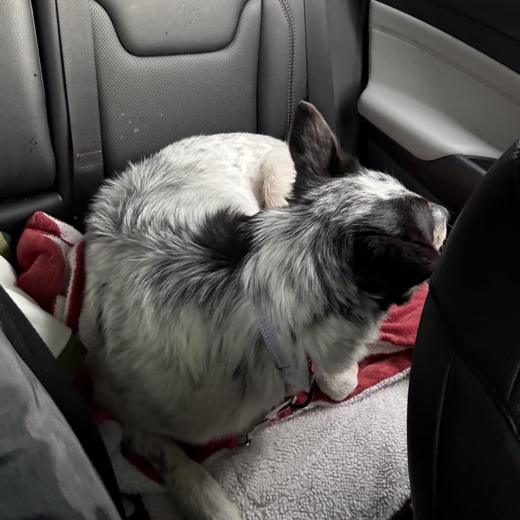 Laverne, a Adoptable Australian Cattle Dog / Blue Heeler in Avon, OH image 1/6
