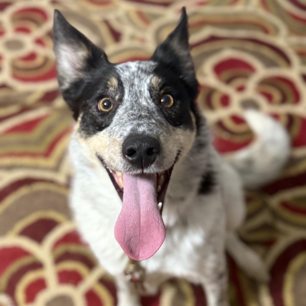 Laverne, a Adoptable Australian Cattle Dog / Blue Heeler in Avon, OH image 1/6