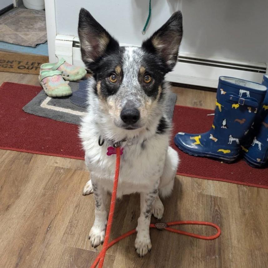 Laverne, a Adoptable Australian Cattle Dog / Blue Heeler in Avon, OH image 2/6