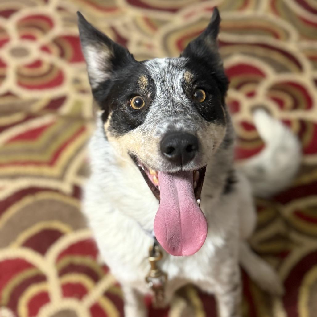 Laverne, a Adoptable Australian Cattle Dog / Blue Heeler in Avon, OH image 4/6