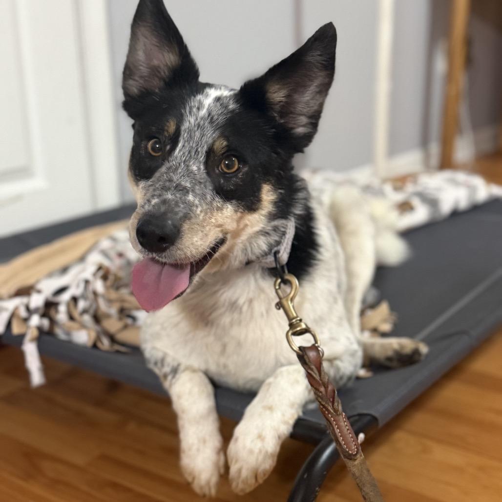 Laverne, a Adoptable Australian Cattle Dog / Blue Heeler in Avon, OH image 5/6
