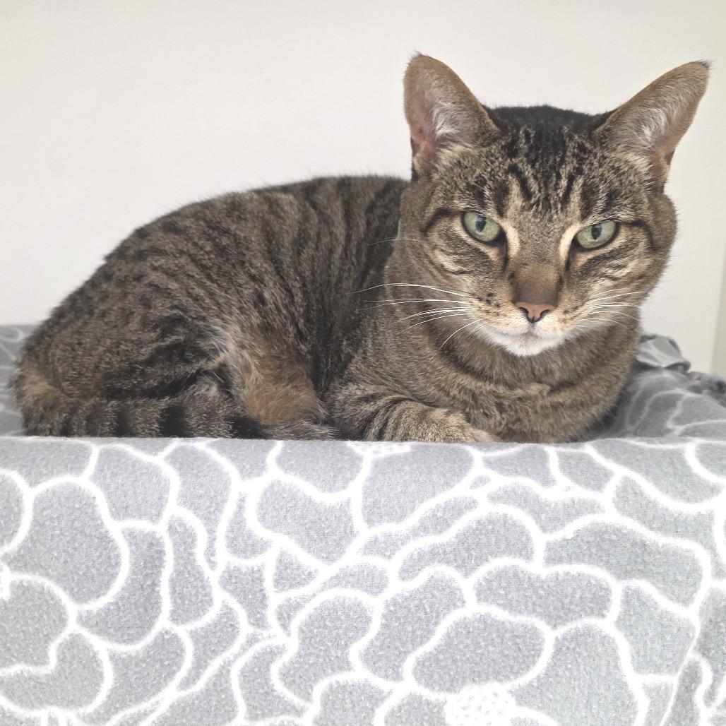 Sophie, Adoptable, Senior Female Domestic Short Hair.