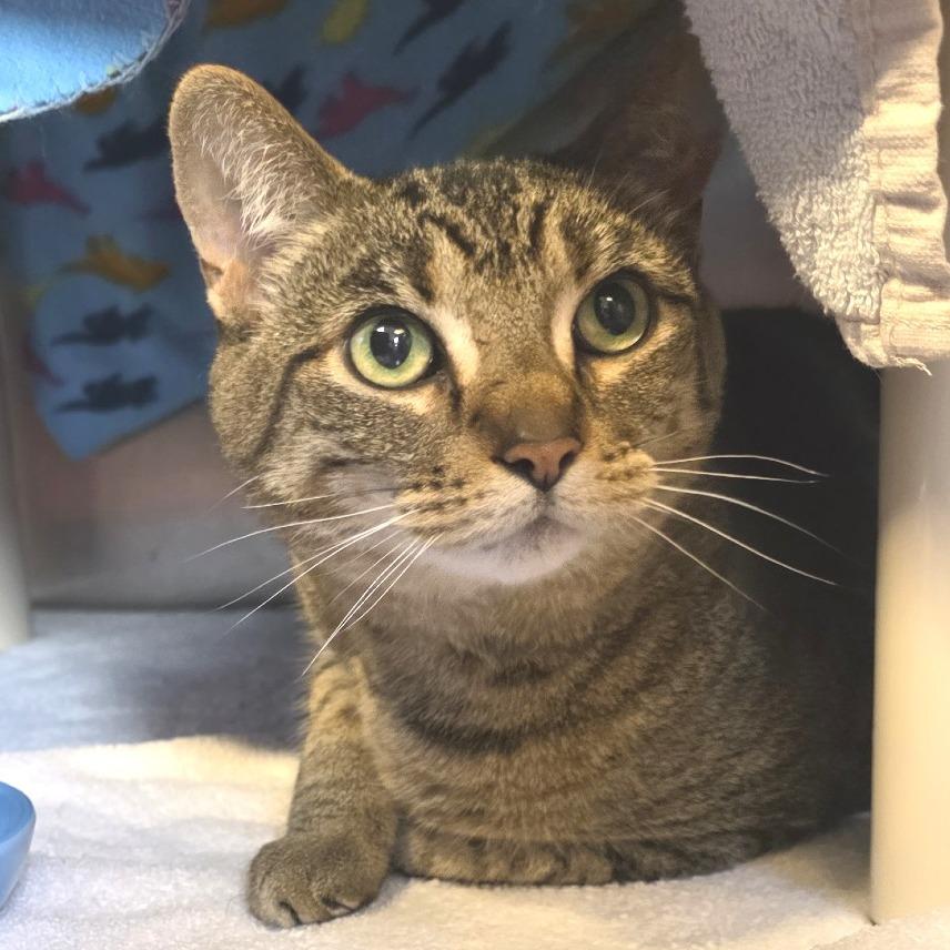 Enlarge Sophie, a Adoptable Domestic Short Hair in Fort Wayne, IN image 2/4