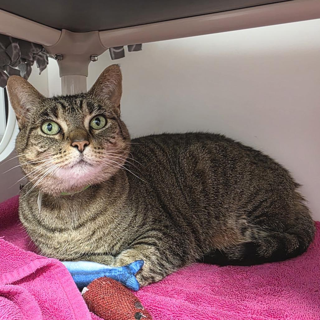 Enlarge Sophie, a Adoptable Domestic Short Hair in Fort Wayne, IN image 3/4