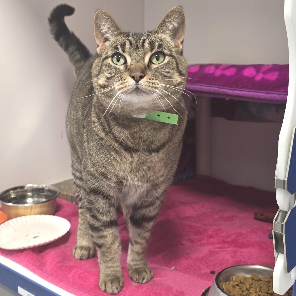 Enlarge Sophie, a Adoptable Domestic Short Hair in Fort Wayne, IN image 4/4
