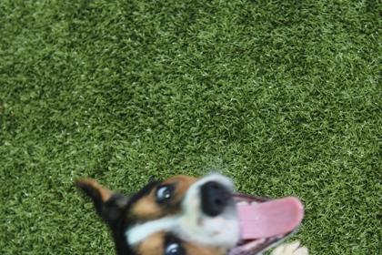 Joseph, Adoptable, Puppy Male Mixed Breed & Mixed Breed.