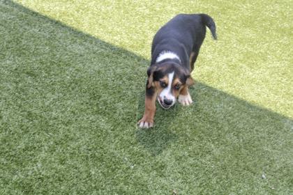 Enlarge Joseph, a Adoptable mixed breed in Kenansville, NC image 3/3