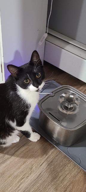Enlarge Mosquito, a Adoptable mixed breed in Pawtucket, RI image 2/5