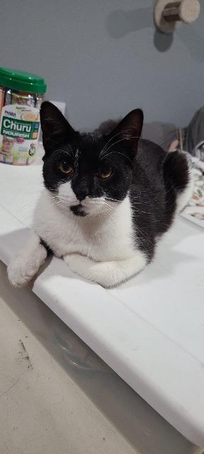 Enlarge Mosquito, a Adoptable mixed breed in Pawtucket, RI image 3/5