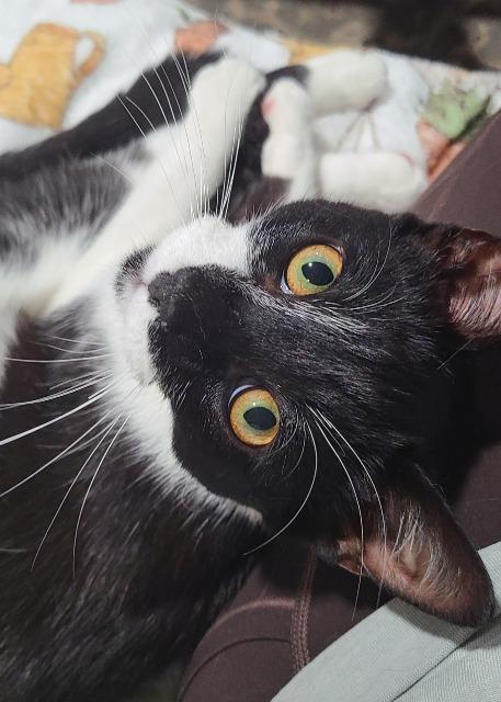 Enlarge Mosquito, a Adoptable mixed breed in Pawtucket, RI image 4/5