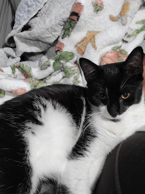 Enlarge Mosquito, a Adoptable mixed breed in Pawtucket, RI image 5/5