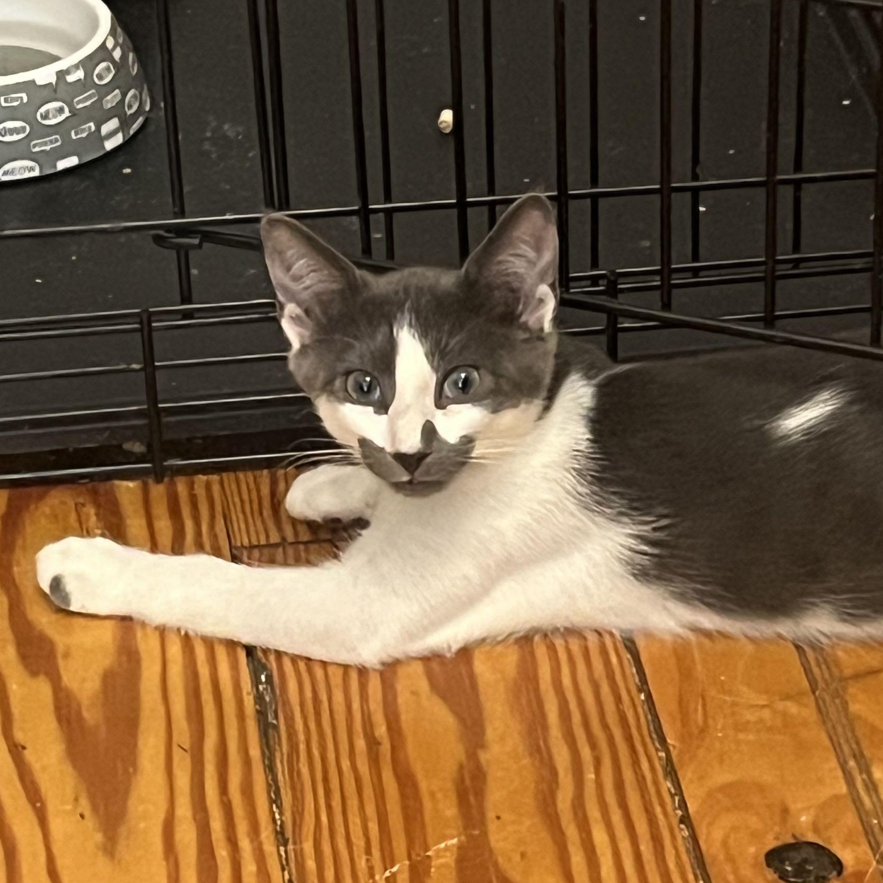 Chewy, ADOPTABLE, Kitten Male Domestic Short Hair.