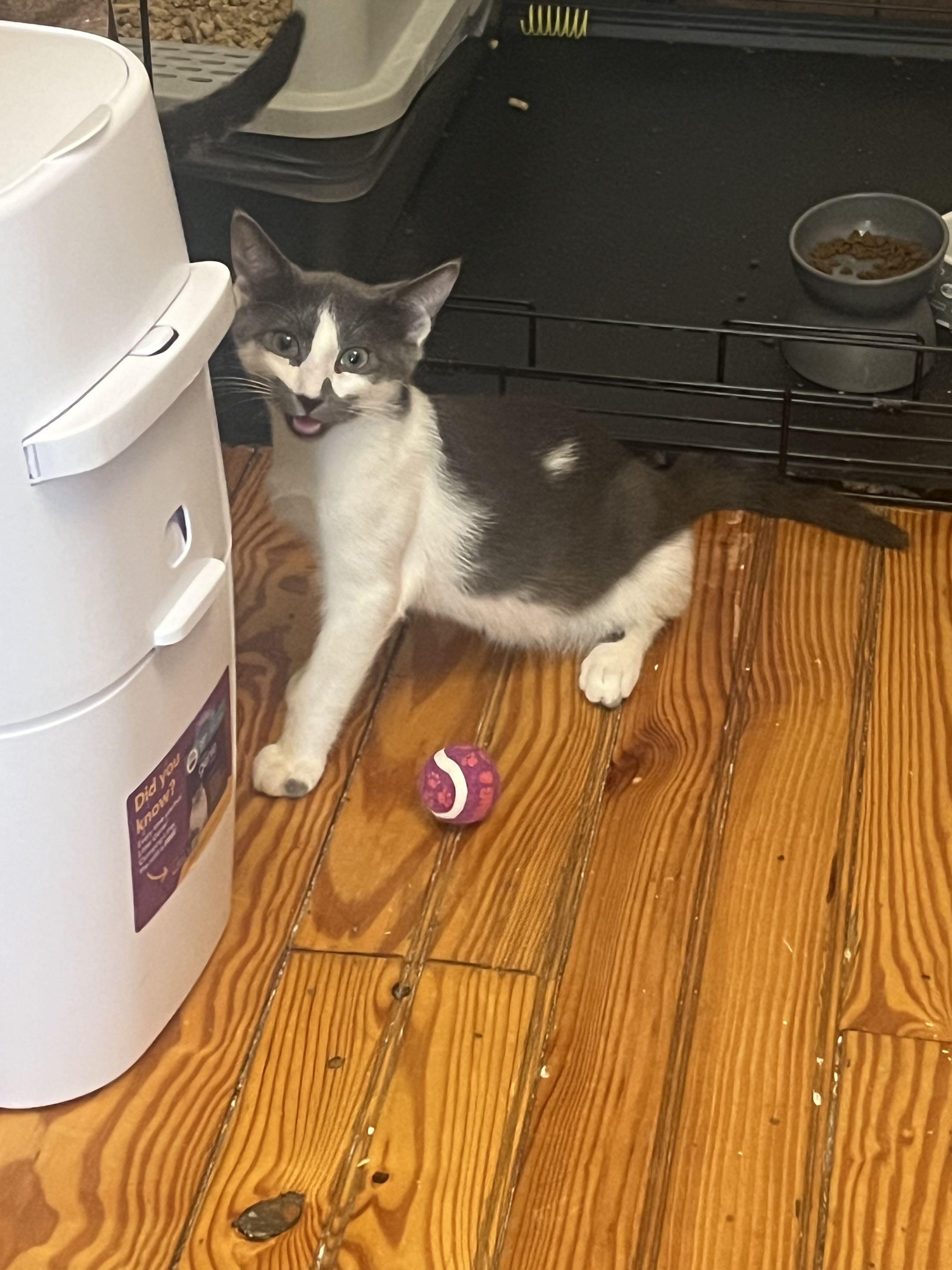 Chewy, a ADOPTABLE Domestic Short Hair in Weehawken, NJ image 6/6