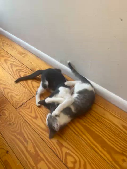 Enlarge Chewy, a ADOPTABLE Domestic Short Hair in Weehawken, NJ video 5/6