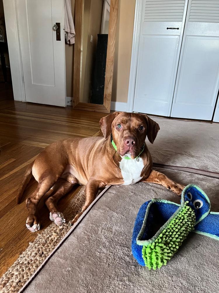 Enlarge Brownie, a Adoptable mixed breed in San Diego, CA image 1/5