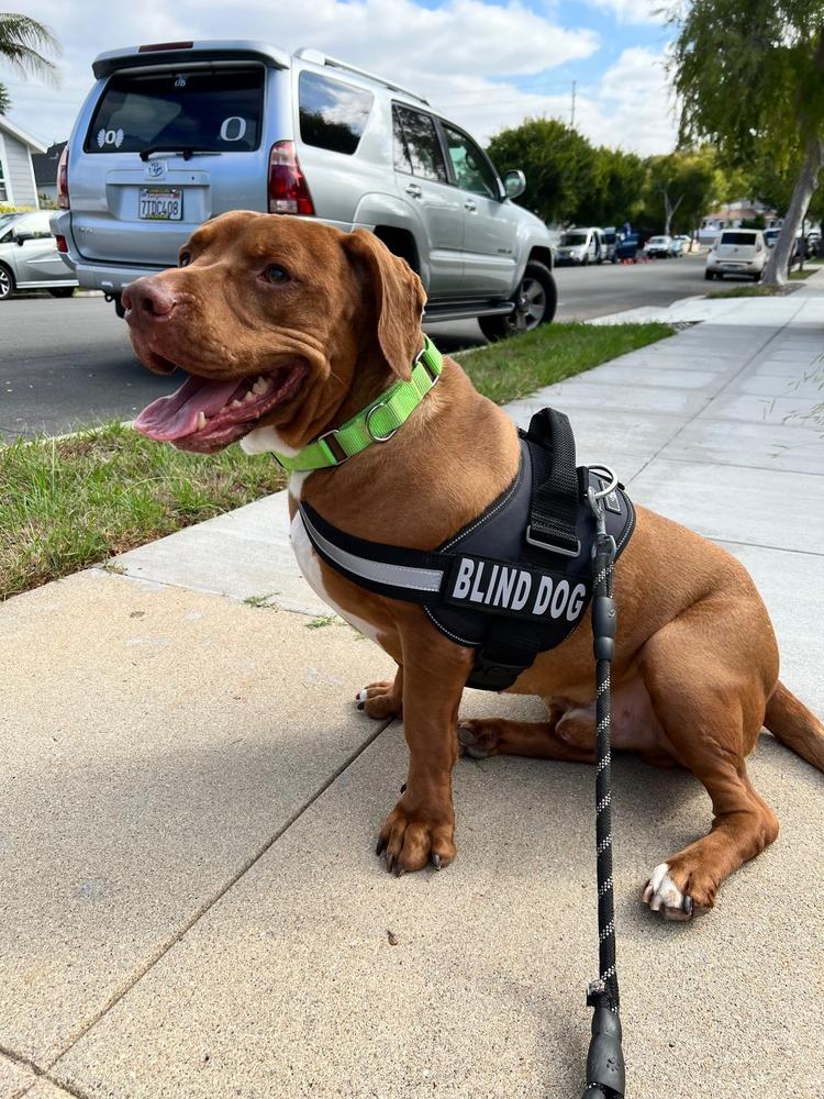 Enlarge Brownie, a Adoptable mixed breed in San Diego, CA image 2/5