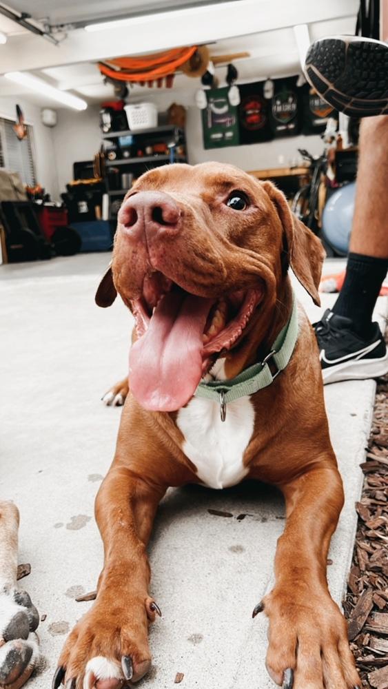 Enlarge Brownie, a Adoptable mixed breed in San Diego, CA image 4/5
