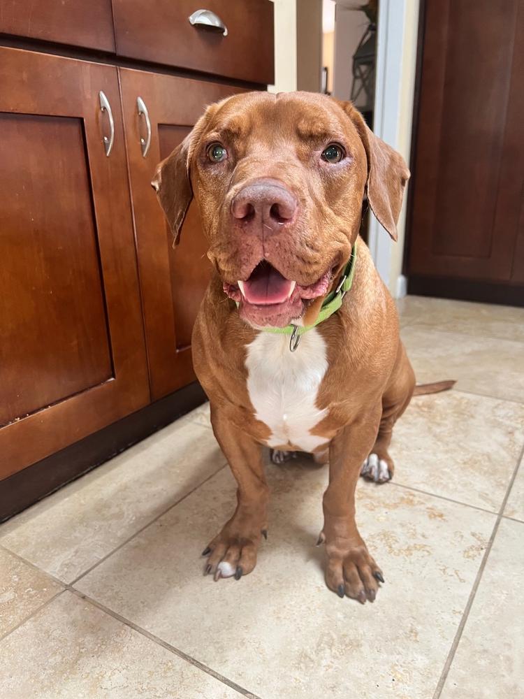 Enlarge Brownie, a Adoptable mixed breed in San Diego, CA image 5/5