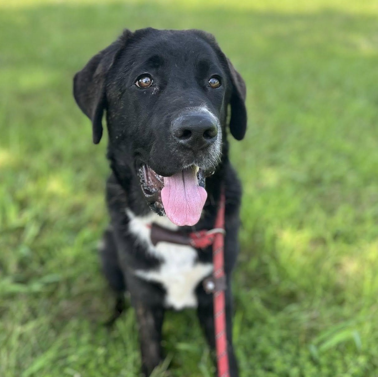 Toby