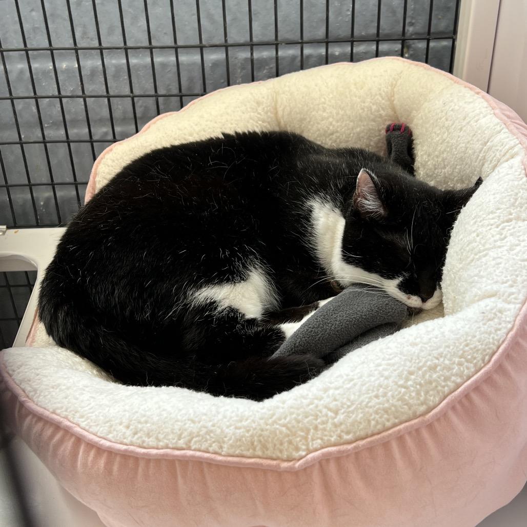 Daisy, Adoptable, Adult Female Domestic Short Hair.